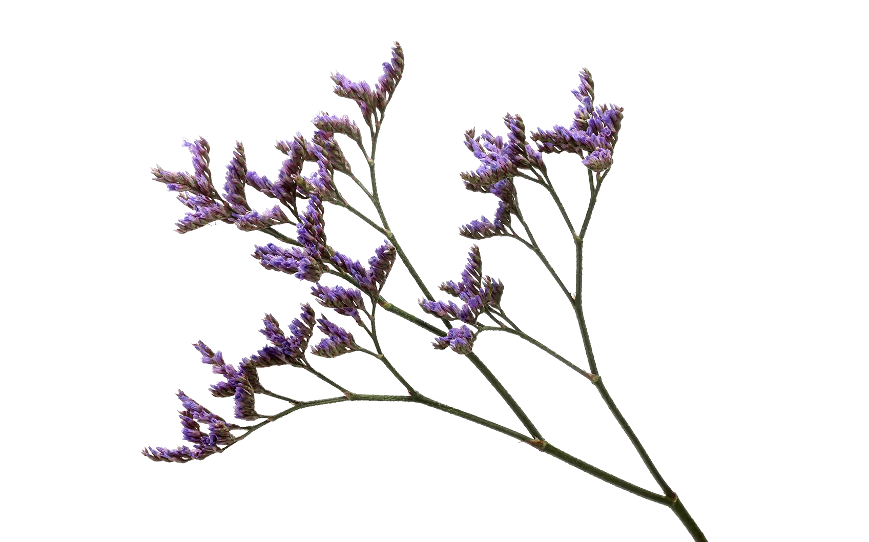 Limonium new arrivals